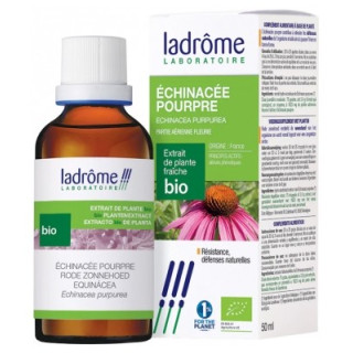 Echinacée Pourpre Bio Ladrôme
