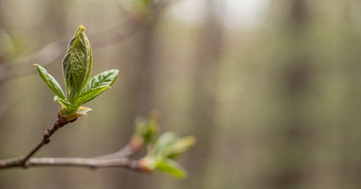 Gemmothérapie : comprendre et choisir un macérat de bourgeons