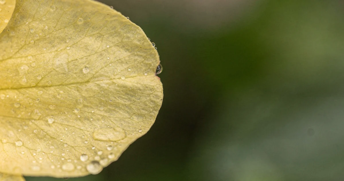 Fleurs de Bach : ce qu’elles sont et comment composer un mélange
